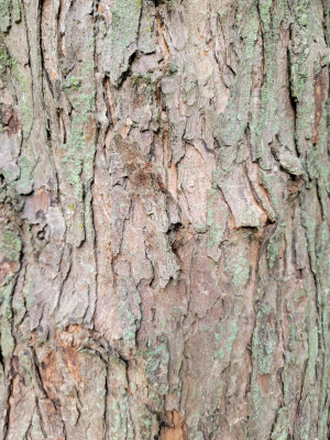 Silver Maple Bark